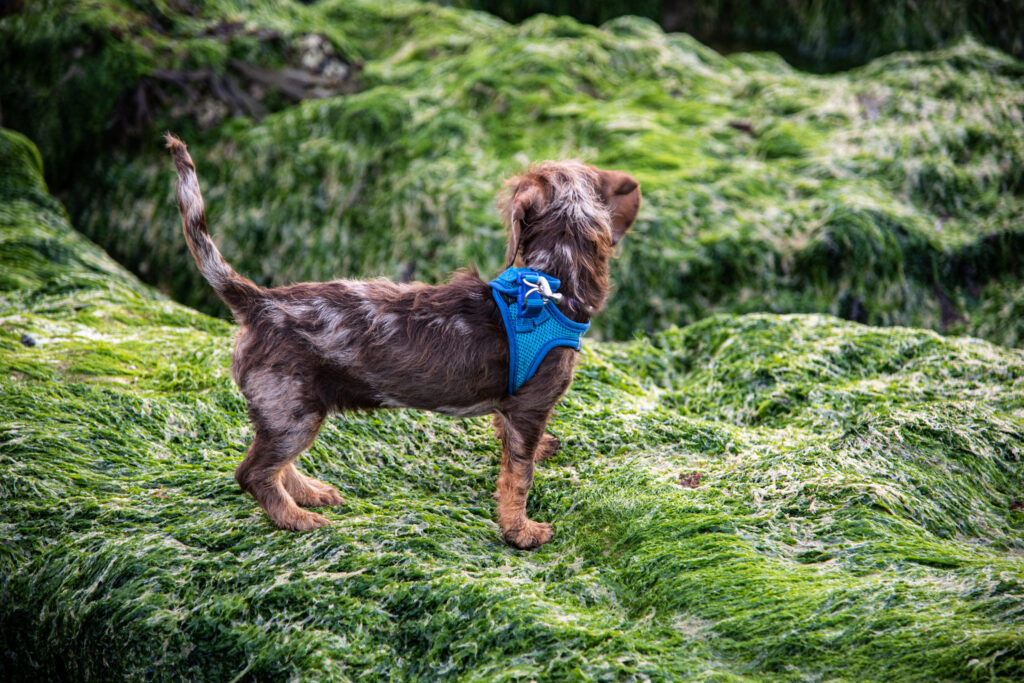 Chien dans les algues