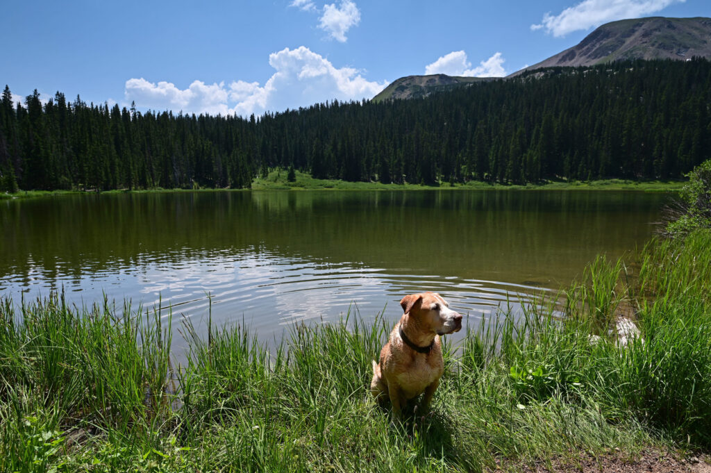 Chien dans un lac