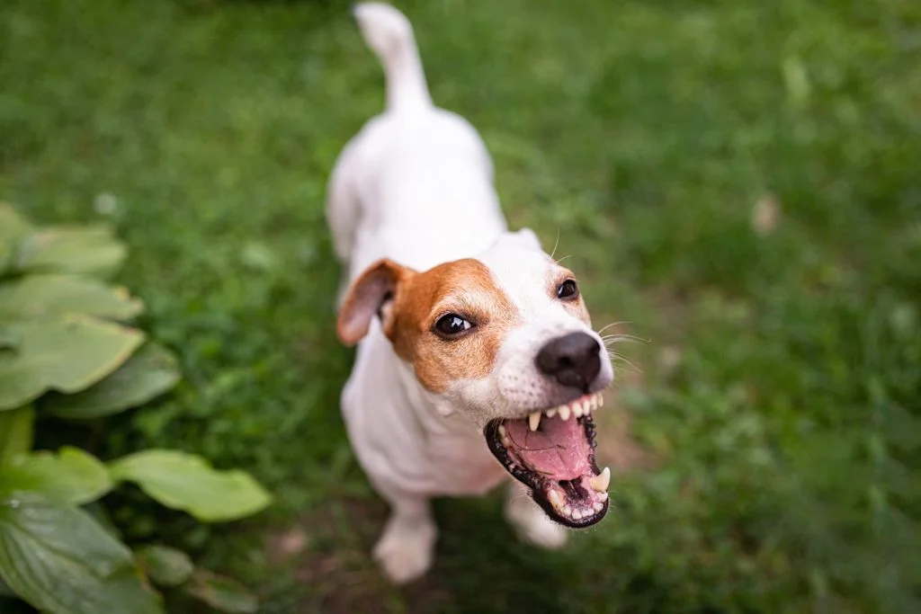 Chien paniqué