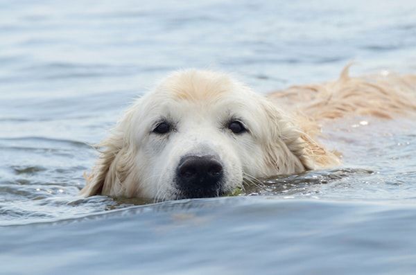 Baignades : attention aux algues vertes pour vos chiens !
