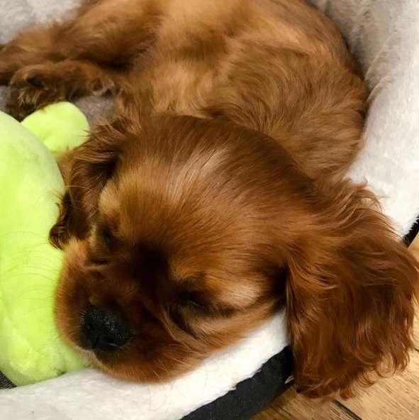 Sarkozy : un nouveau chien arrive dans leur foyer !