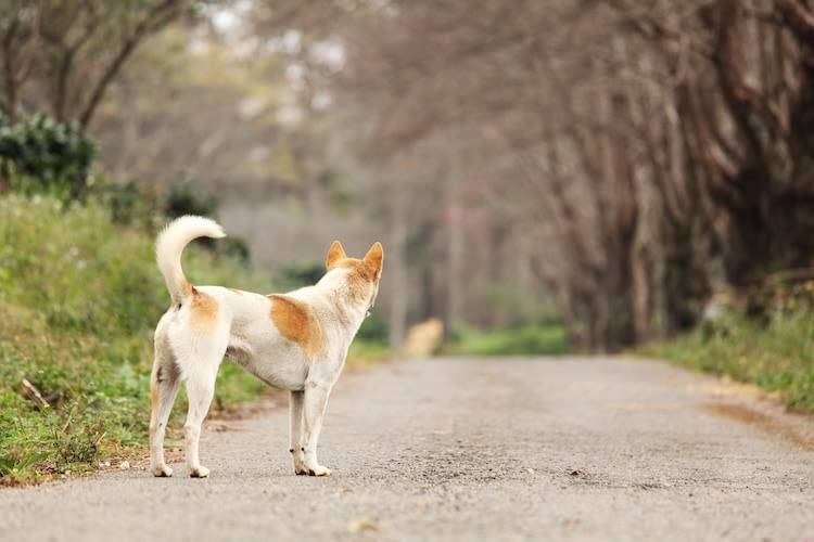Chien errant : comment éviter les morsures