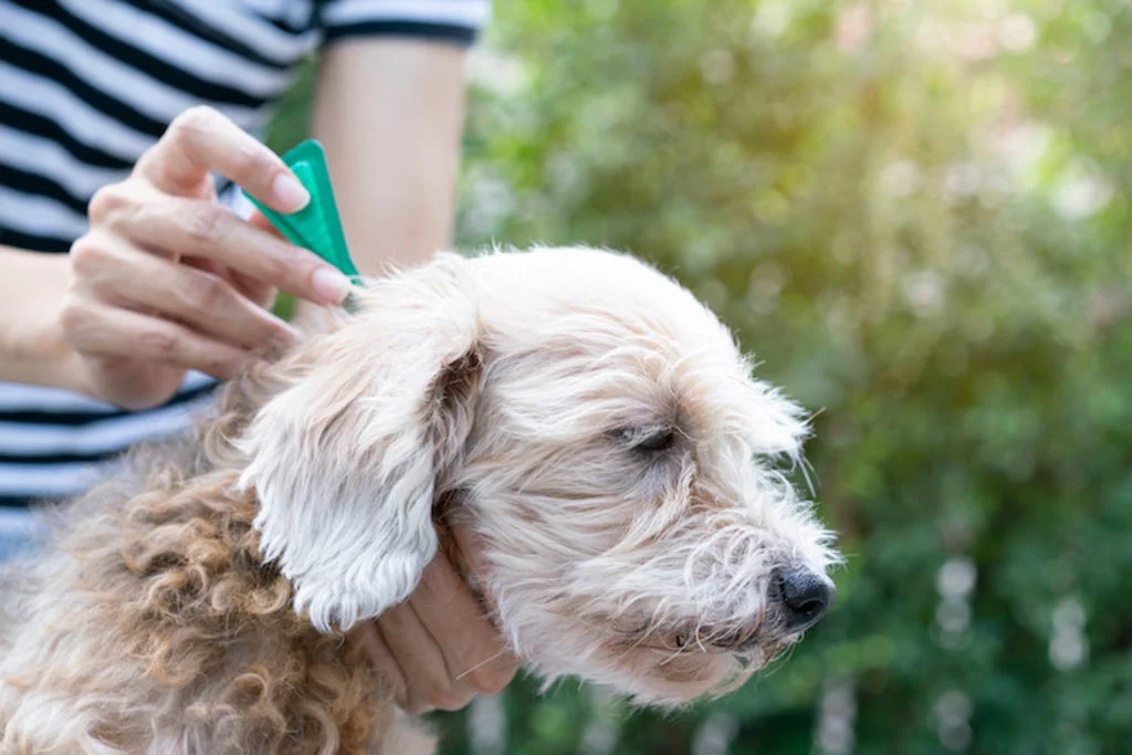 pipette anti puces chien