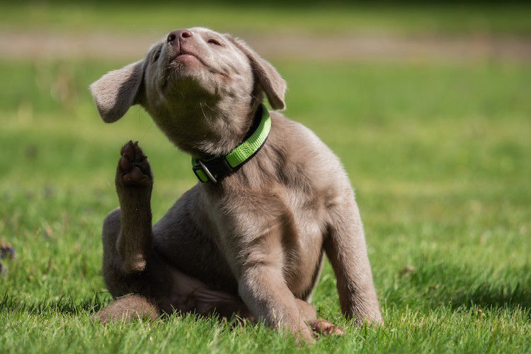 Mon chien a des puces : que faire ?