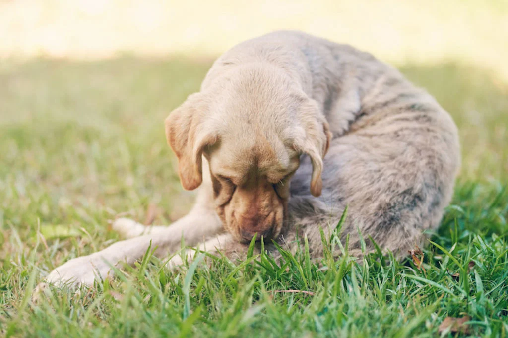 puces chien qui se gratte