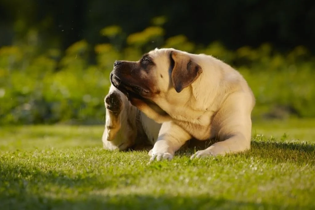 puces_et_tiques_chien_chat_2