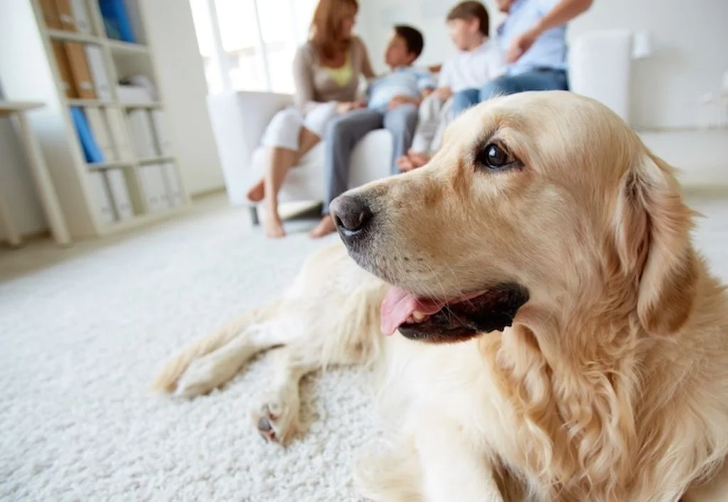 puces_et_tiques_chien_chat_8