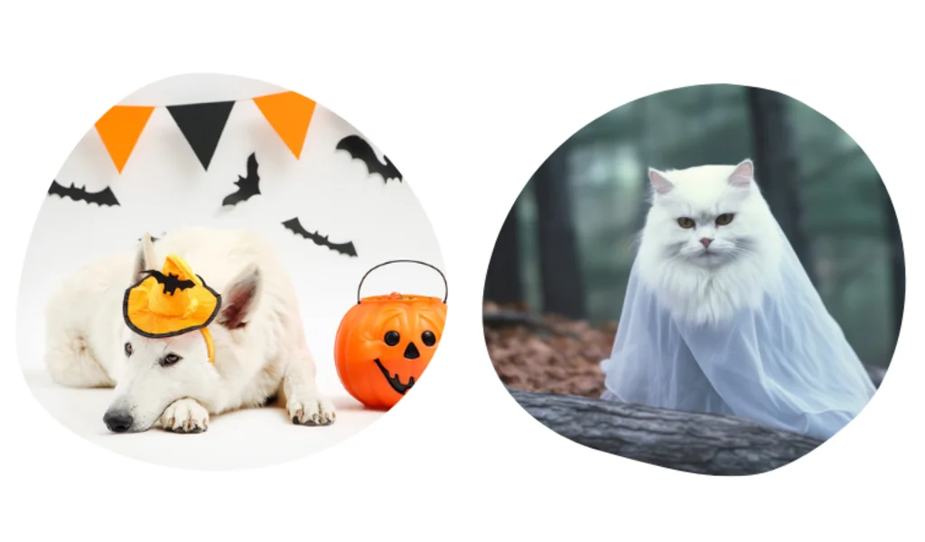 D&eacute;guisement halloween chien chat une mauvaise id&eacute;e