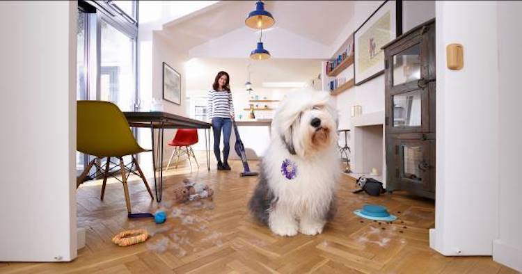 Poils de chien et chat : comment bien les éliminer ?