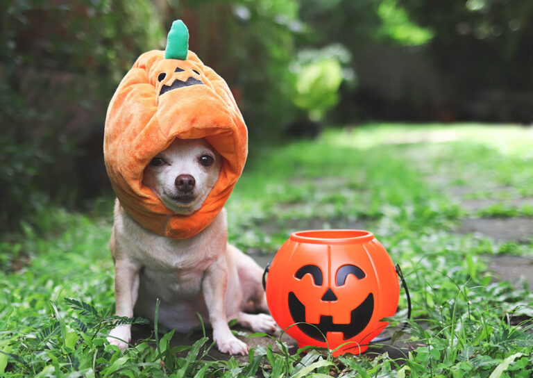 Peut-on déguiser son chien ou chat pour Halloween ?