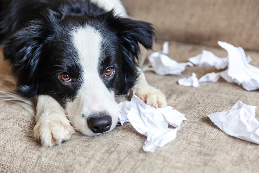 chien seul destruction