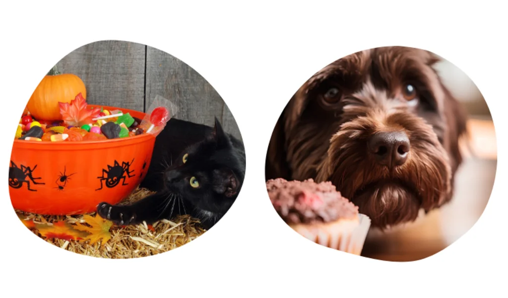 halloween chien chat attention aux bonbons et au chocolat toxique