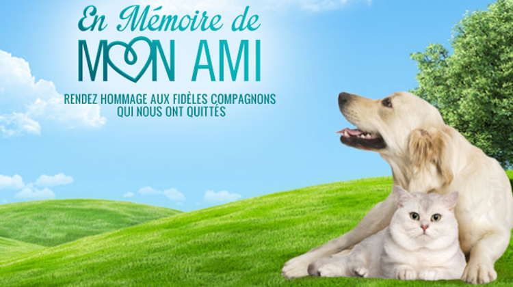 Toussaint : faire hommage aux chiens, chats, NAC disparus