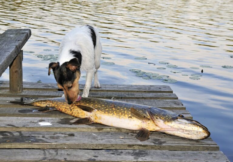 Peut-on donner du poisson à son chien avec des arêtes ?