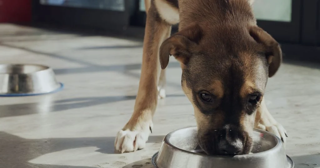 Chien qui mange