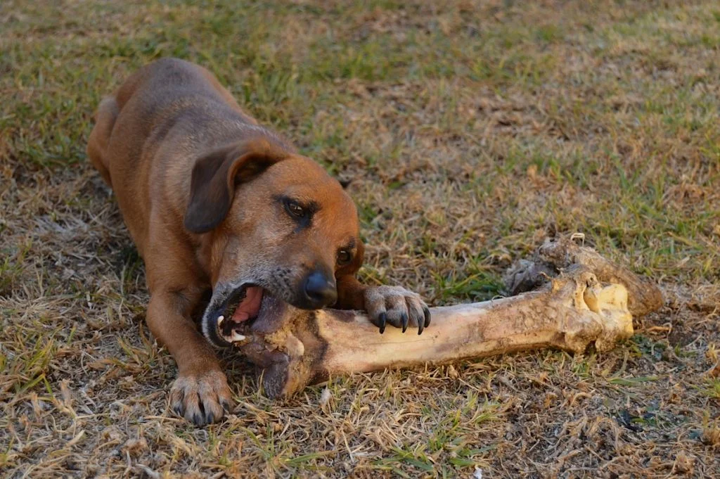 Chien qui mange un os