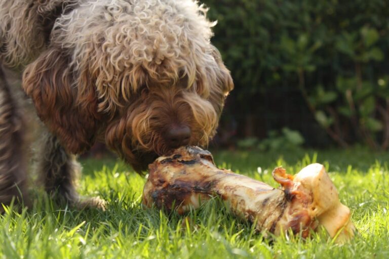 Peut-on donner sans risque un os pour son chien ?