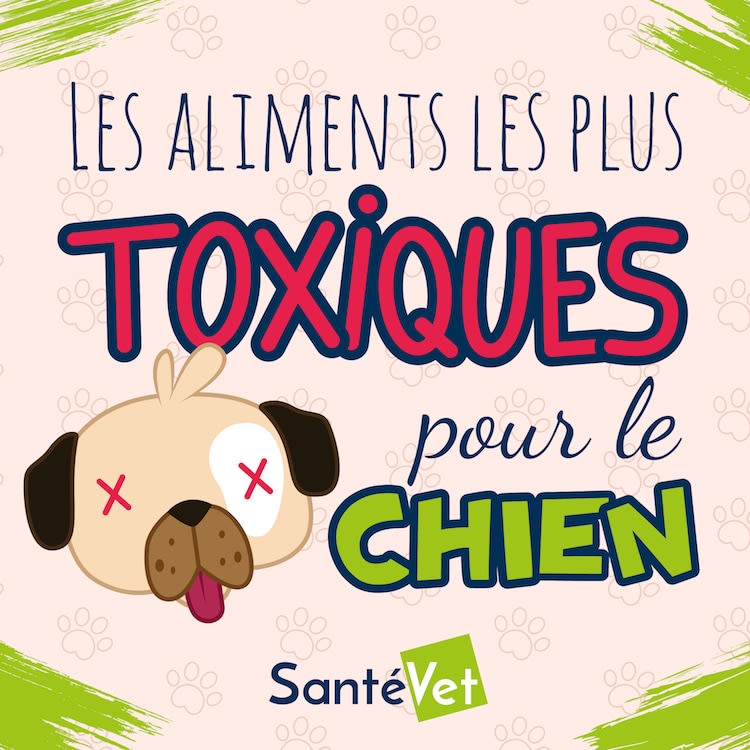 Les pommes de terre sont-elles toxiques pour mon chien ?