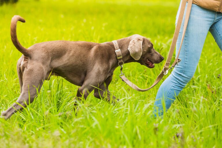 La castration du chien mâle