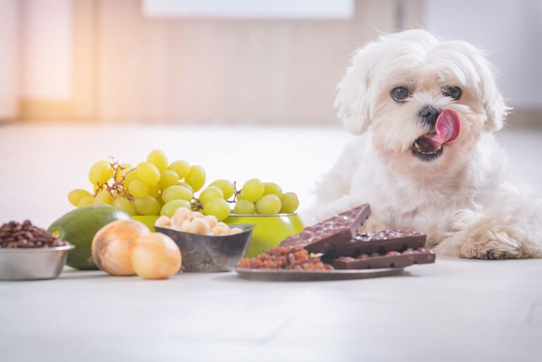 Le chocolat est-il toxique pour mon chien ?