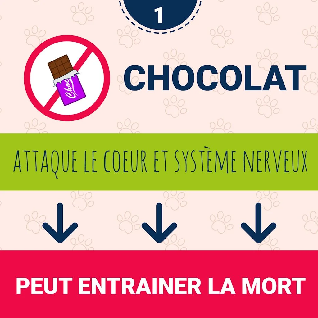 chocolat toxique pour mon chien