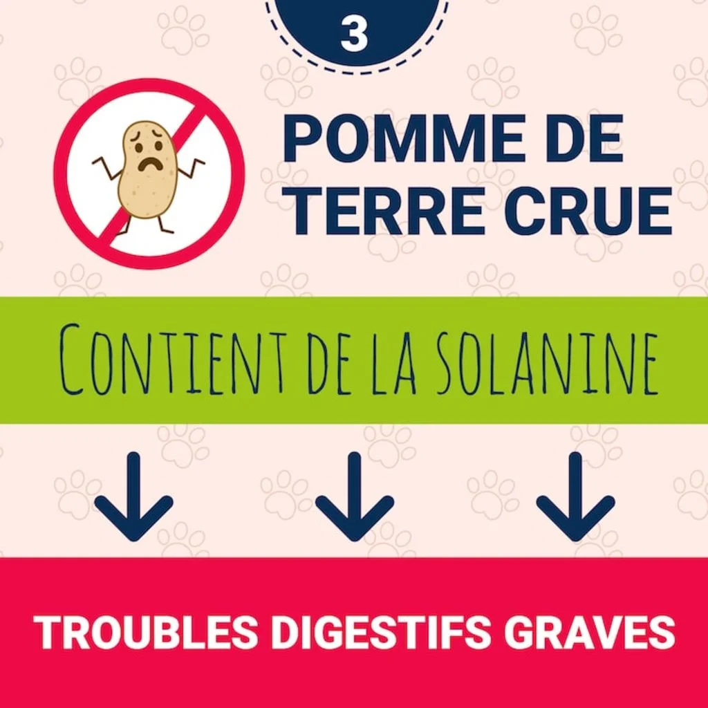 danger_pomme_de_terre_chien