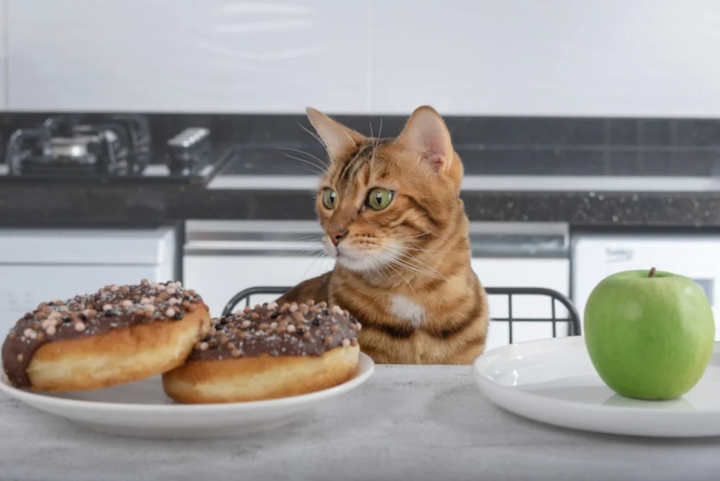 intoxication_au_chocolat_chez_le_chat