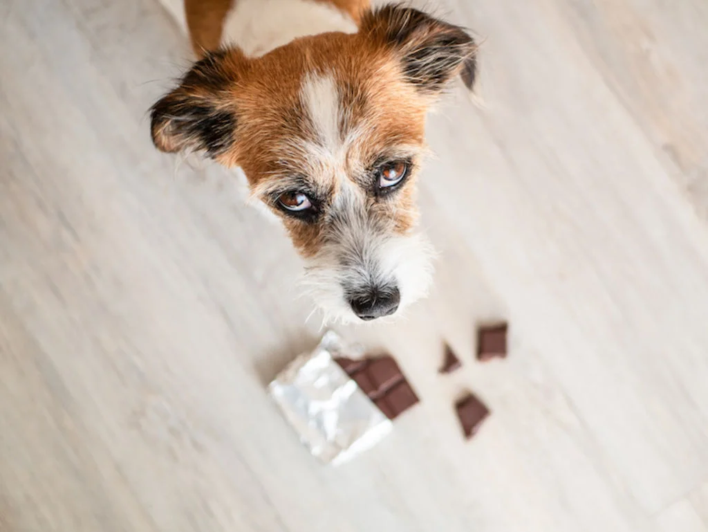 intoxication_au_chocolat_chez_le_chien