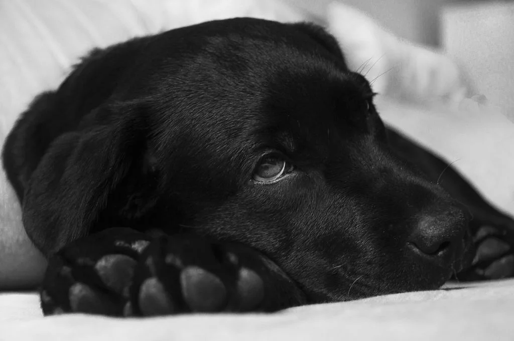 labrador malade