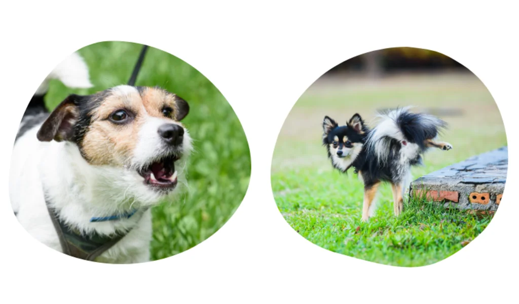 marquage urinaire aboiement chien stérilisation