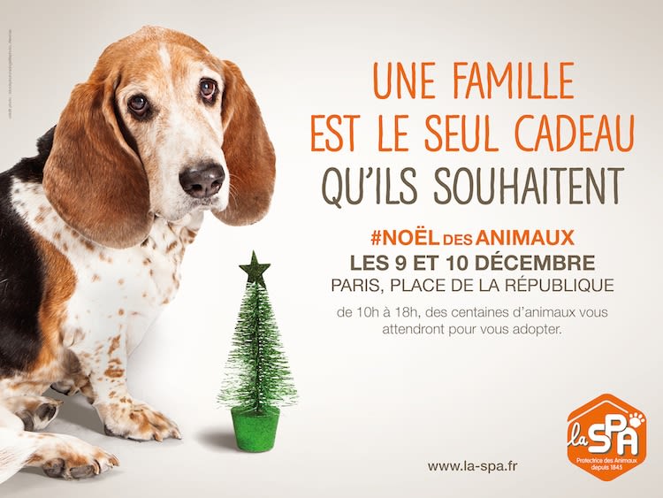 Le seul cadeau à faire aux animaux abandonnés: une famille