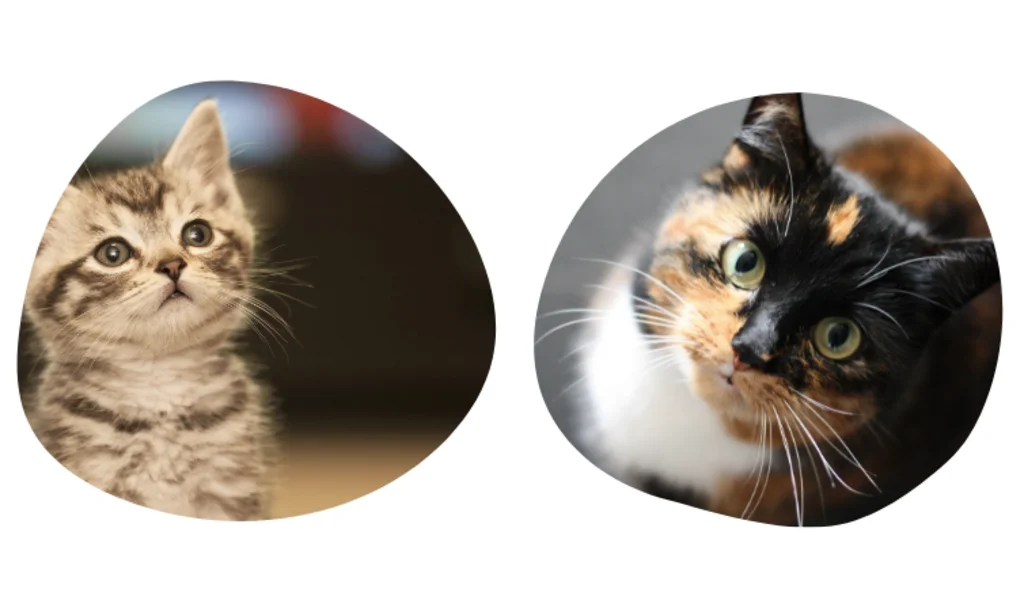pourquoi assurer la santé de son chat