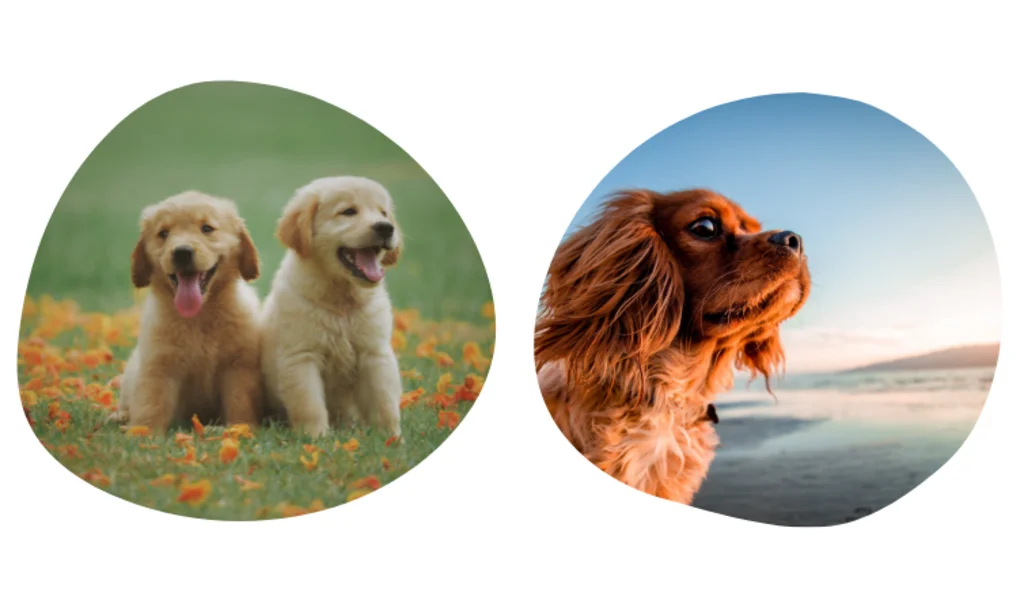 pourquoi assurer la santé de son chien
