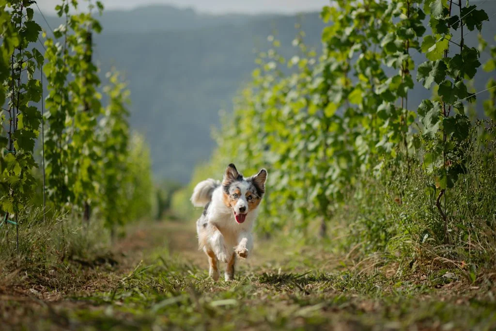 Chien dans les vignes
