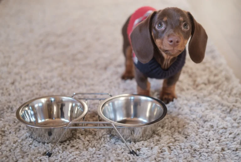 Est-ce que je peux donner du thon à mon chien ?