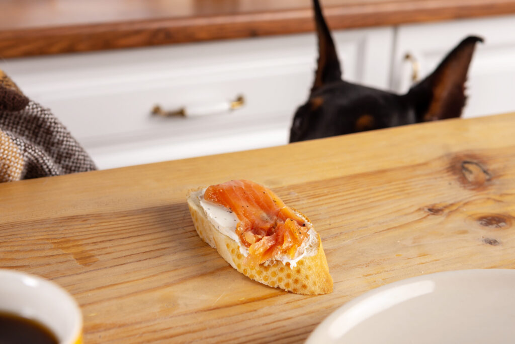 Chien et Saumon