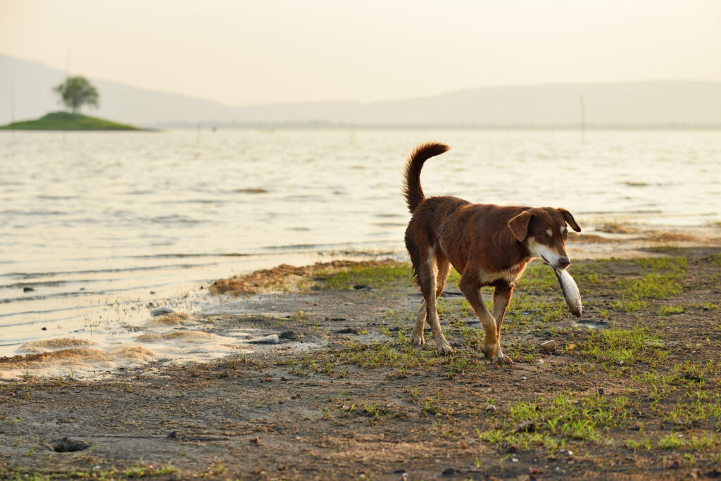 Chien et poisson