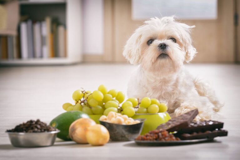 Pourquoi le raisin est dangereux pour les chiens ?