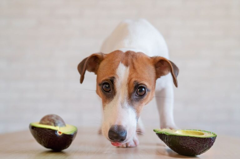 L’avocat est toxique pour votre chien !