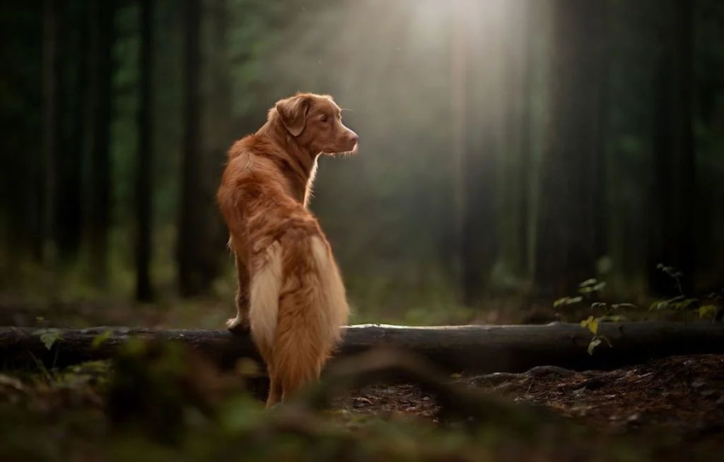 Chien en forêt