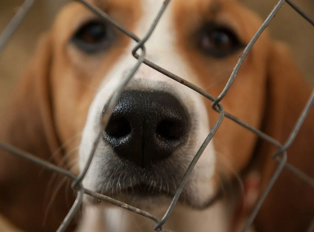 Chien en isolement