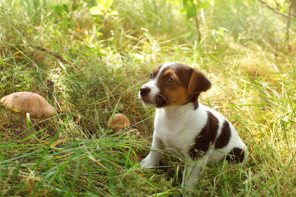 champiognons_toxiques_pour_le_chien_danger