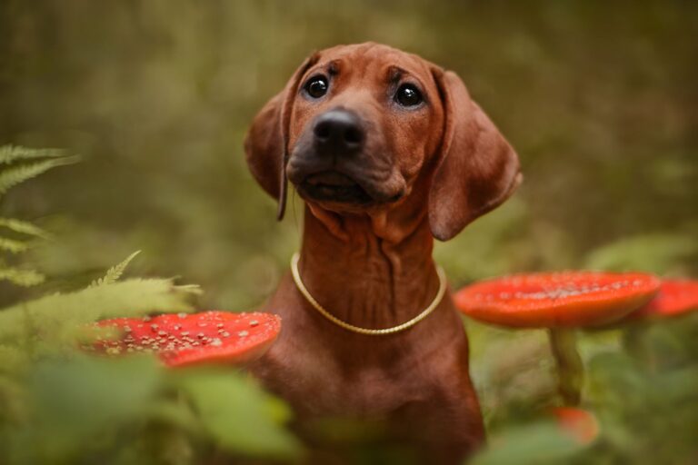 Attention : certains champignons peuvent être toxiques pour votre chien
