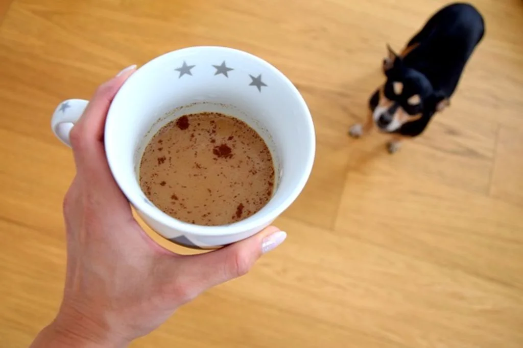 chien et caf&eacute;