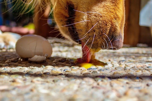 Les œufs font partie des aliments toxiques pour le chien