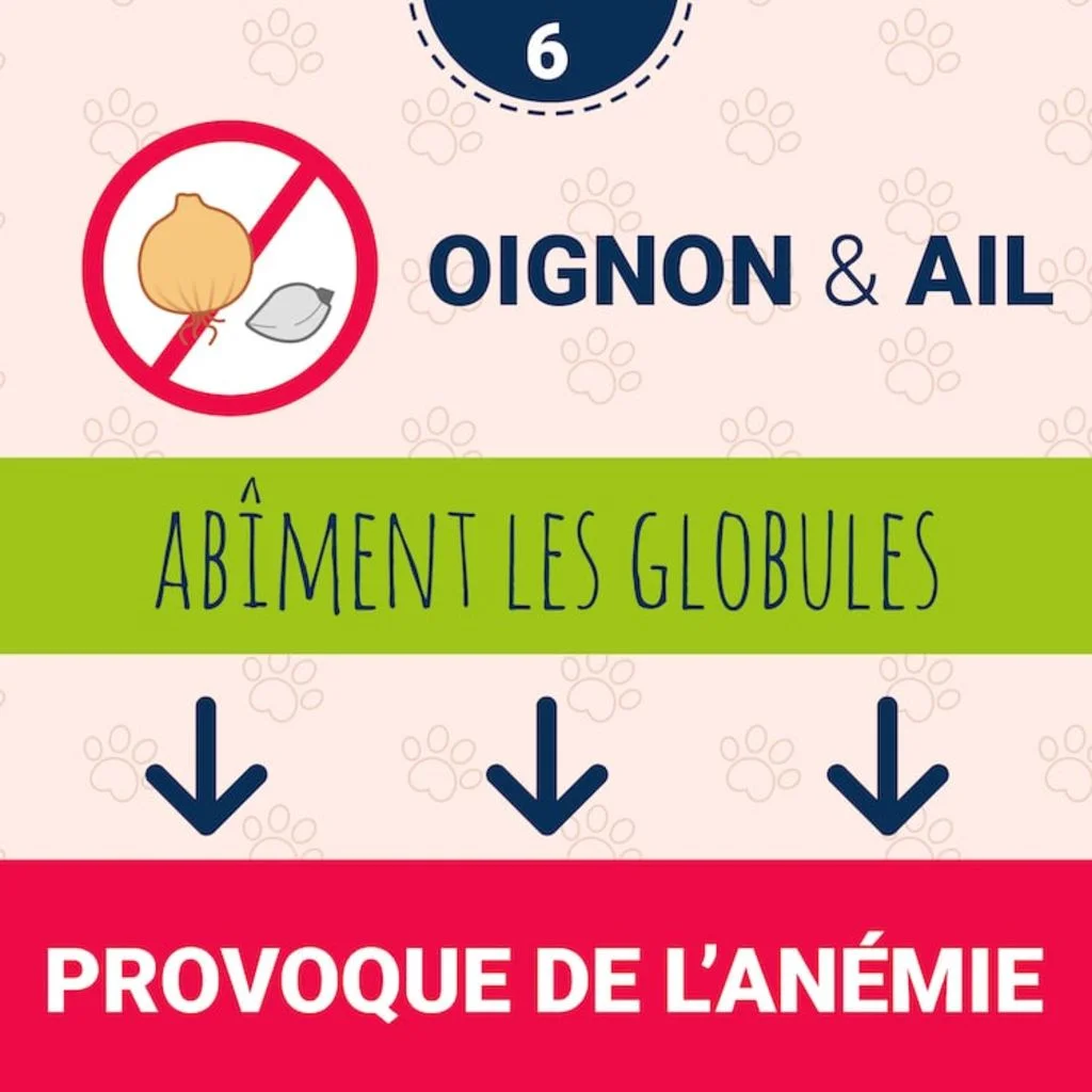 danger_ail_oignon_chien