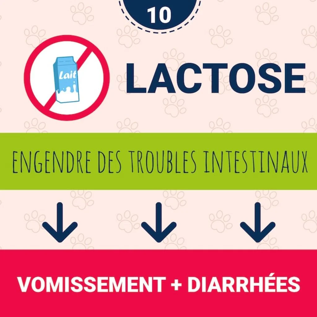 intolerance_lactose_chien