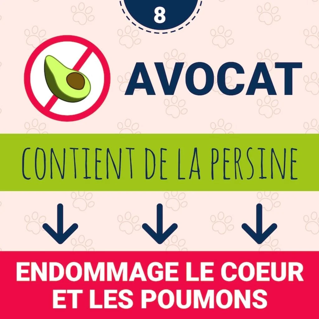 intoxication_avocat_chien