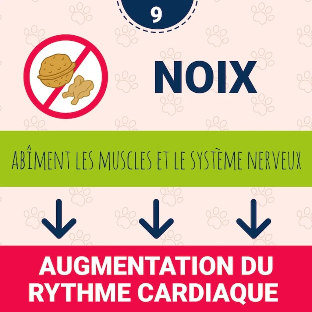 noix_toxique_chien