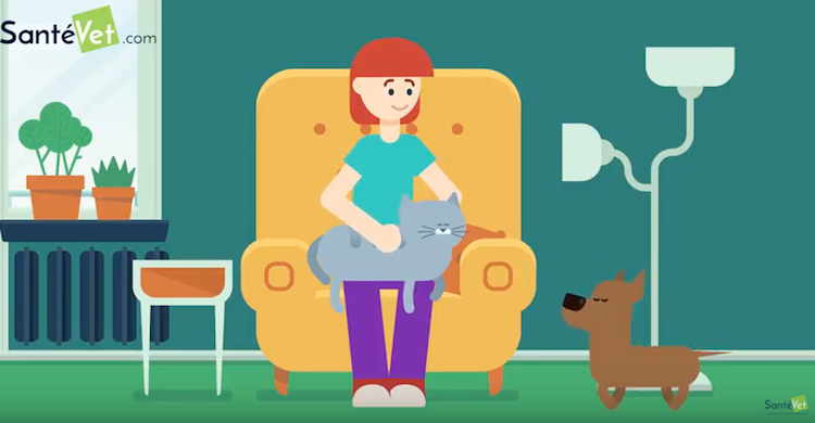 Assurance animale : comment ça marche?… réponse en vidéo